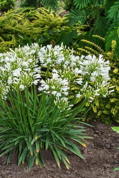 Agapanthus Mi Casa *  Blanche ** Pot P17 ** Agapanthe **