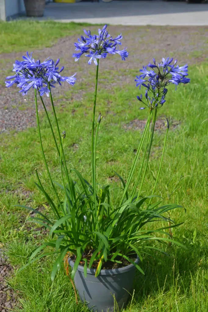 Agapanthus Su Casa Pot C3.6Litres ** Agapanthe **