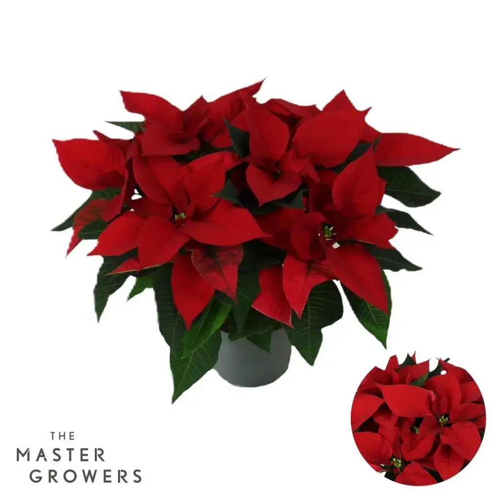 Poinsettia - Rose de Noel ht et Diamètre 40cm