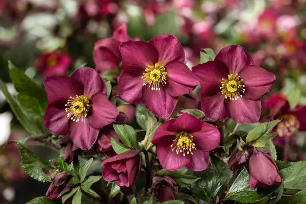 Helleborus Ice N Roses® Mix Pot P19