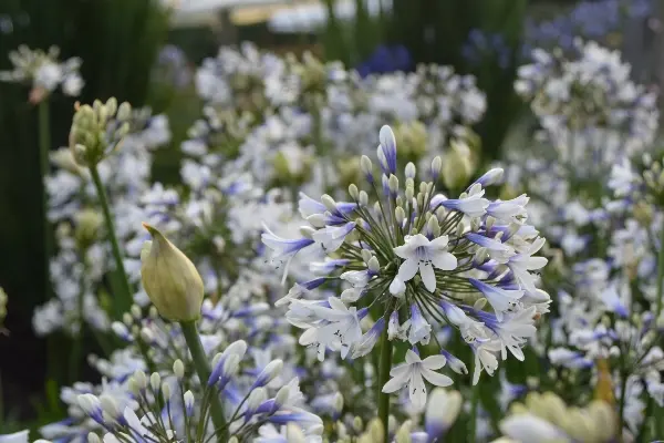 Agapanthus africanus Twister Pot C3.6L **Bi-color**