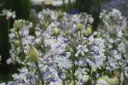 Agapanthus africanus Twister Pot C3.6L **Bi-color**