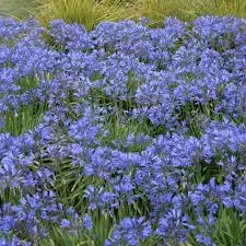 [105545] Agapanthus Amourette Super Blue Pot P14 cm