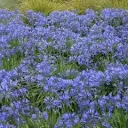 Agapanthus Amourette Super Blue Pot P14 cm ** Agapanthe **