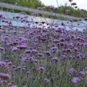 Verbena bonariensis XXL Pot C3L - Verveine de Buenos Aires