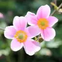 Anemone September Charm Pot P23 cm