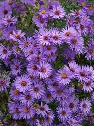Aster dumosus Wood S Purple Pot C2Litres