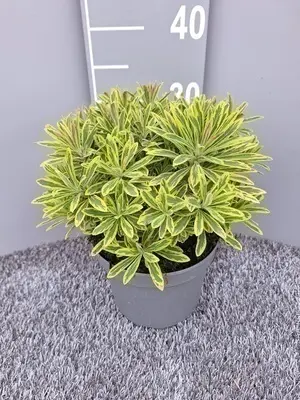 Euphorbia amygdaloides Ascot Rainbow ® C3Litres