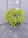 Euphorbia amygdaloides Ascot Rainbow ® C3Litres