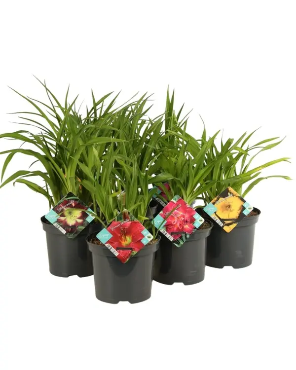 Hemerocalle divers Pot de 3 LItres