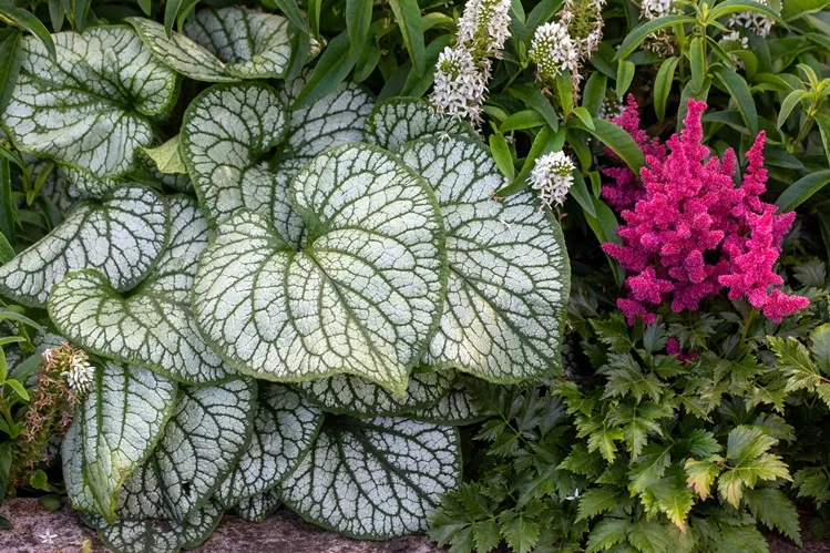 Brunnera mac Sea Heart Pot P13 cm : nouveauté 2026