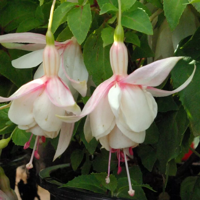 Fuchsia Annabel  C3L