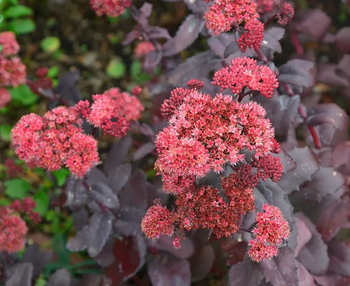 [141979] Sedum Purple Emperor Pot P17 cm