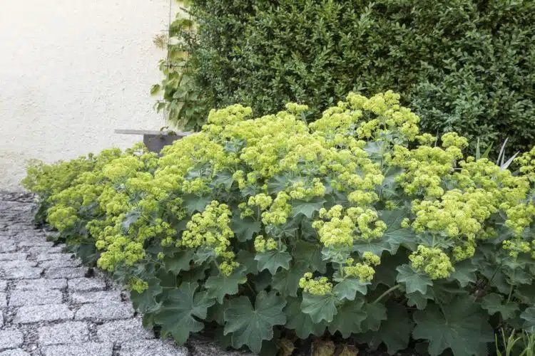 Alchemilla mollis Pot P9