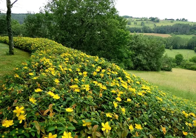 Hypericum calycinum Pot P9 ** Millepertuis couvre-sol  ** *** REMISE A PARTIR DE 24 plantes **