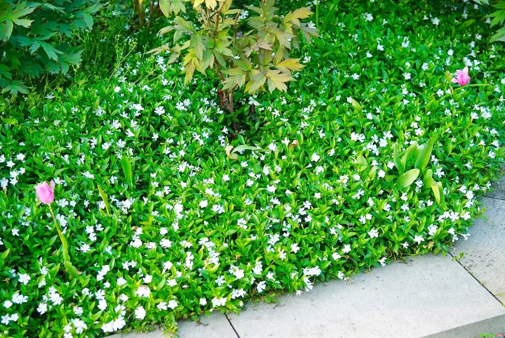 Vinca minor Alba Pot P9 ** Pervenche blanche- *** Prix réduit à partir de 24 pl. **  **