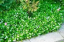 Vinca minor Alba Pot P9 ** Pervenche blanche **