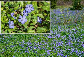 Vinca minor Pot P9 ** Pervenche bleue