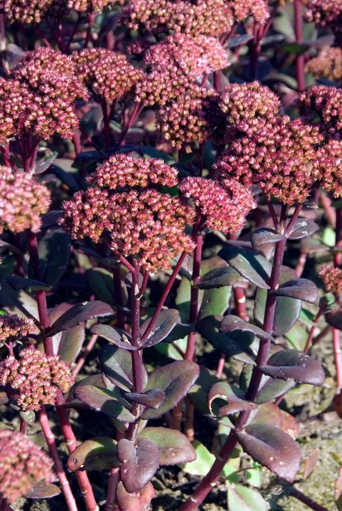 Sedum spectabilis Matrona Pot P13