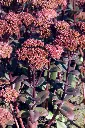 Sedum spectabilis Matrona Pot P13