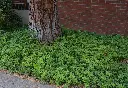 Pachysandra terminalis Pot P9 *** Remise importante à partir de 24 plantes **