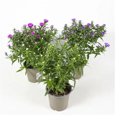 Aster variées P10 ast4