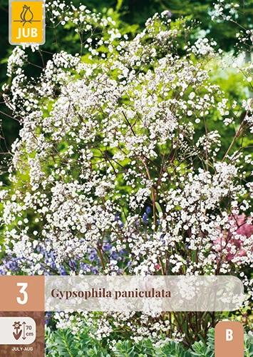 [132723] Gypsophila Paniculata * 3 Pc ** Vivace **