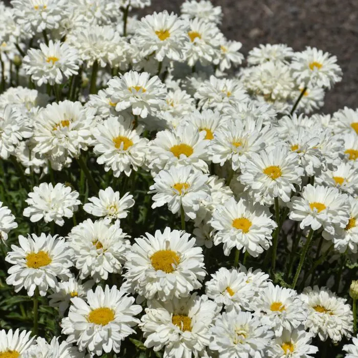 Leucanthemum Victoria Secret Pot C2 - Marguerite double