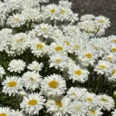 Leucanthemum Victoria Secret Pot C2 - Marguerite double