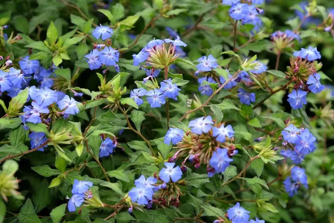 Ceratostigma Willmottianum Forest Blue Pot C3