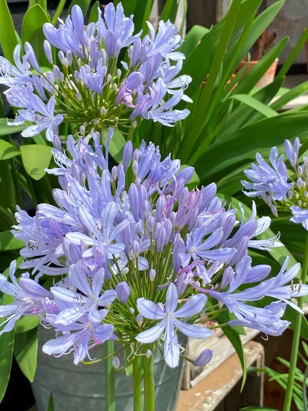 Agapanthus Crystal Blue Pot P25 cm ** Agapanthe **