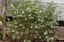 Eriostemon Folwer Girl White Pot P15 cm - Parfumé