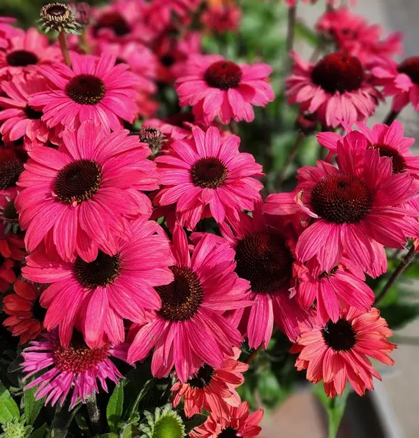 Echinacea Sangrita Pot P19