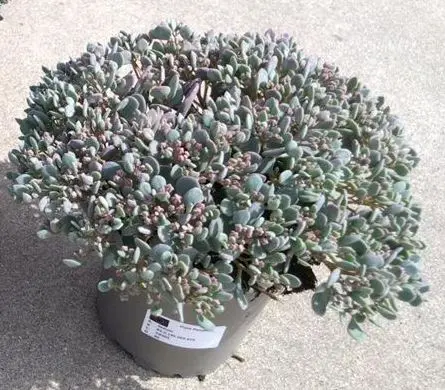 Sedum cauticolia Pink XTRA Pot P12 cm