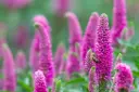 Veronica spicata Anniversary Rose Pot P19 cm XL