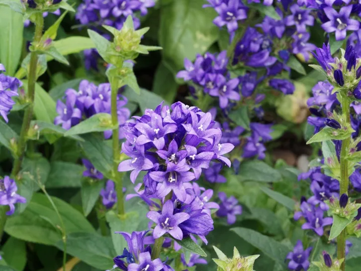 Campanula glomerata Superba Pot P9