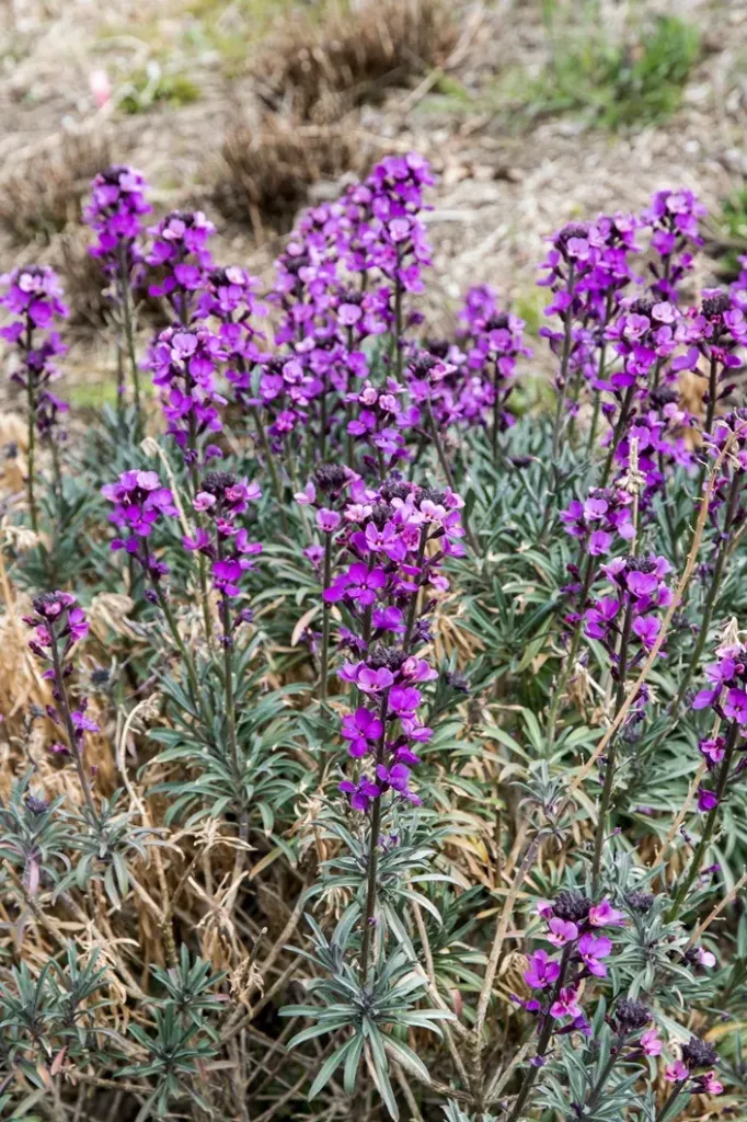 [113857] Erysimum Bowles Mauve Pot P17 - Giroflee mauve parfumée