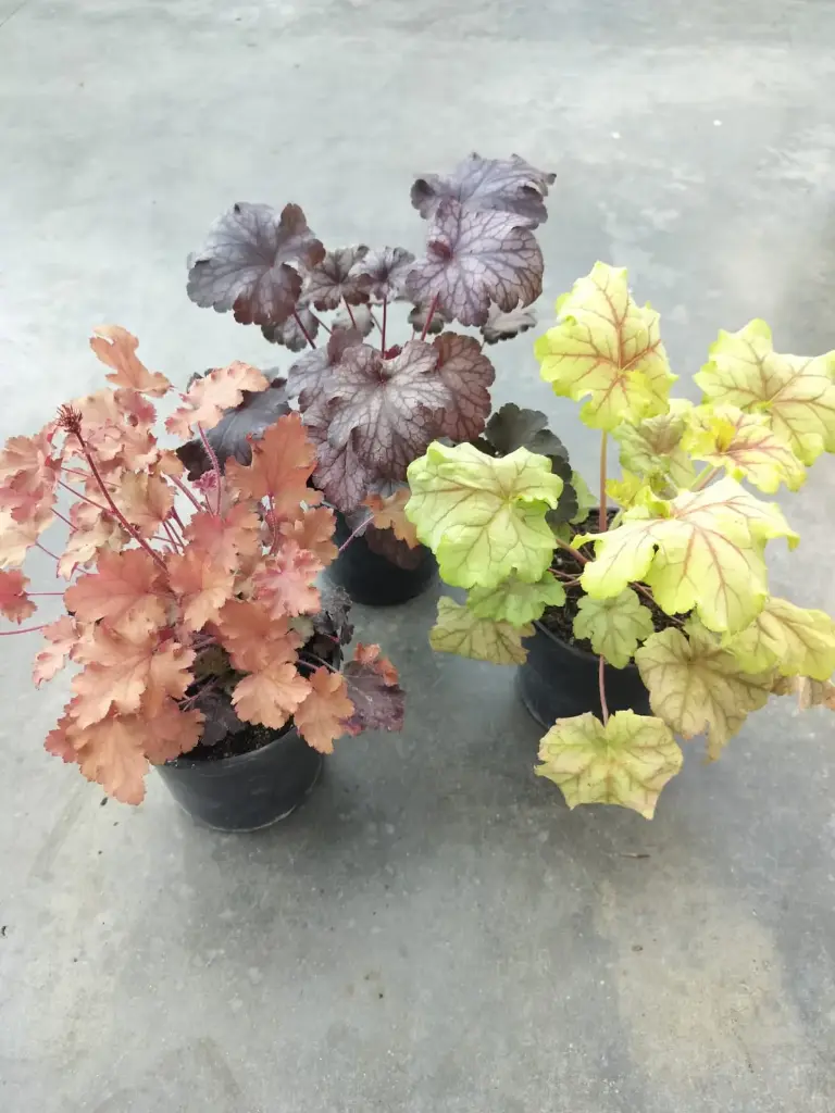 Heuchera variées p13