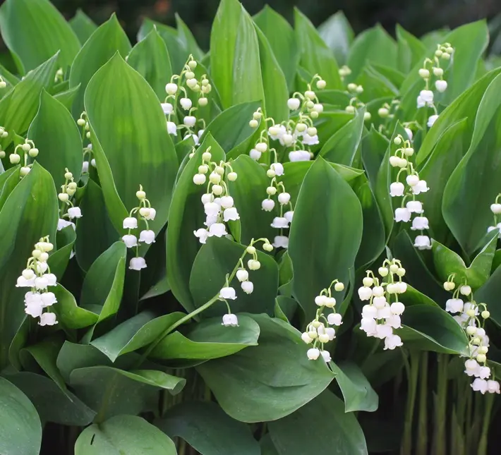 Convallaria Majalis * 5 pc **Muguet blanc  Vivace **