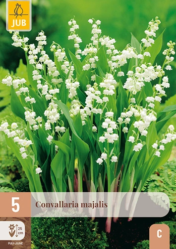 Convallaria Majalis * 5 pc **Muguet blanc  Vivace **
