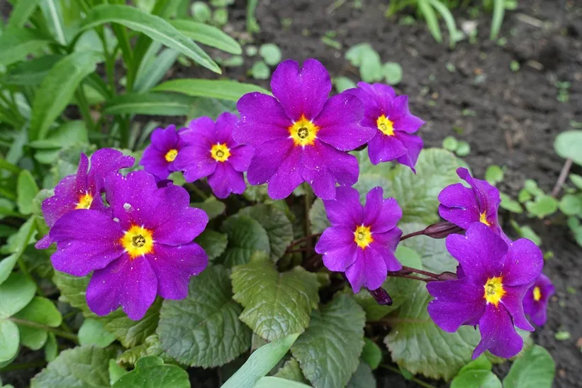 Primula juliae Wanda Pot P9 - Primevère