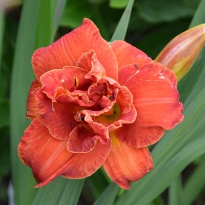 Hemerocallis Younique Orange Pot C3.6Litres