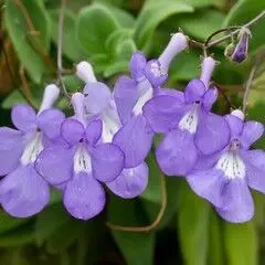 Streptocarpus saxorum pot P9 - Primeverre du Cap