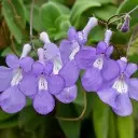 Streptocarpus saxorum pot P9 - Primeverre du Cap