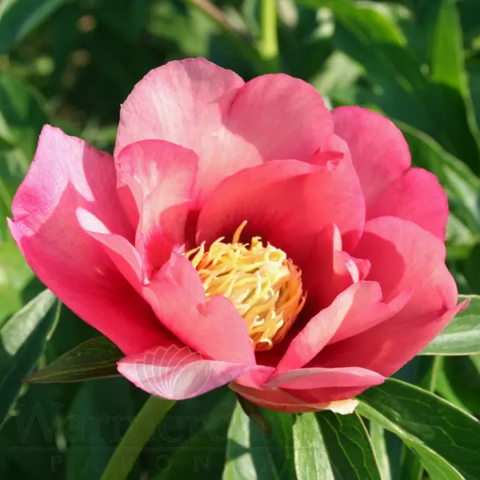 [130309] Paeonia itoh Old Rose Dandy XXTRA Pot C5Litres ** Pivoine **