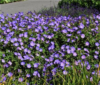 Geranium Rozanne Pot P9/9 cm ** Vivace à longue floraison exceptionnelle **