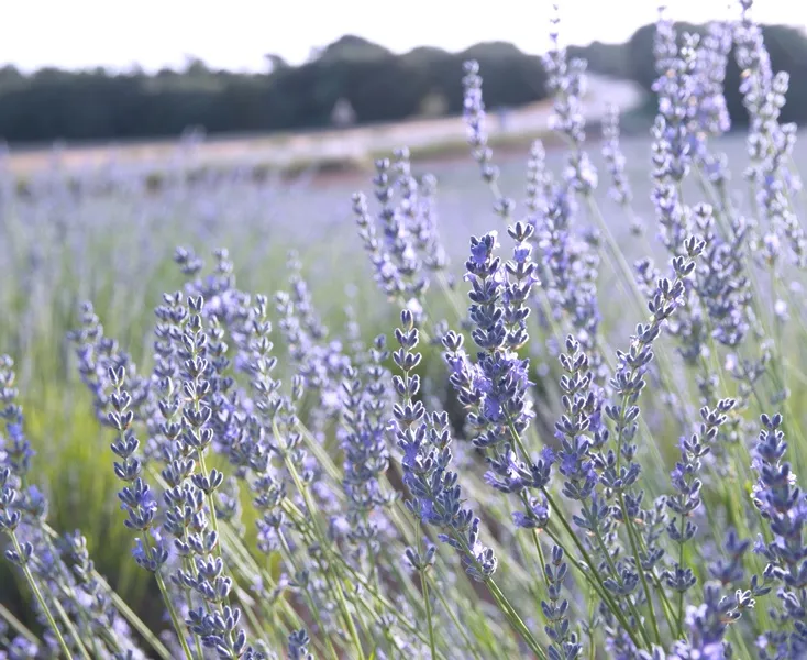 [139674] Lavandula angustifolia XTRA Pot P25 - C7L