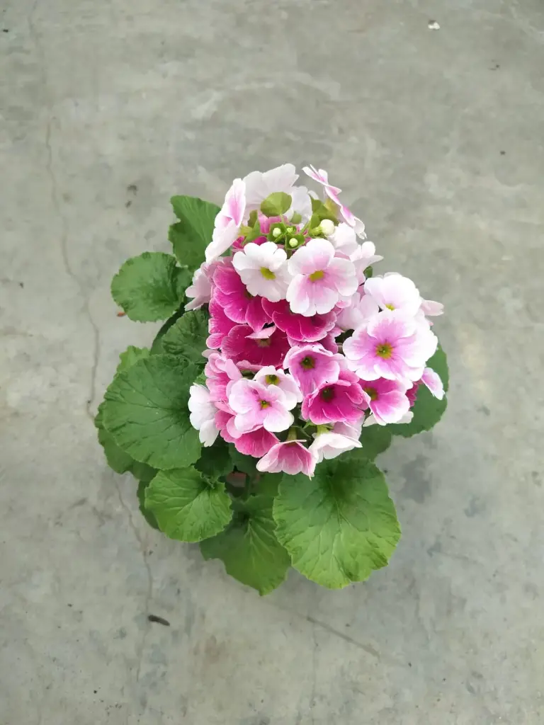 Primula spéciale gros pot P12 cm