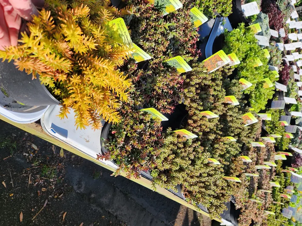 Sedum Mix variés Pot P15 cm