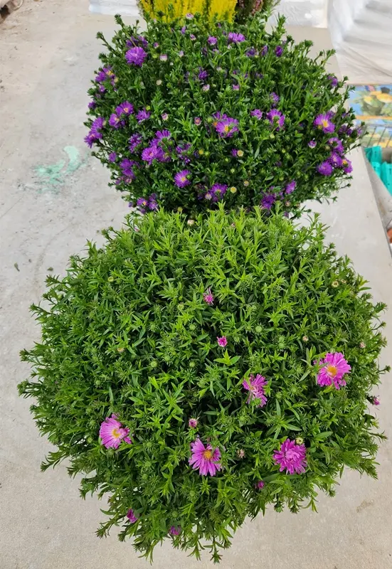 Aster dumosus XL Pot P23 cm